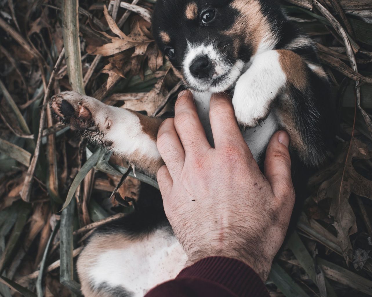 Nihil facilis veritatis.