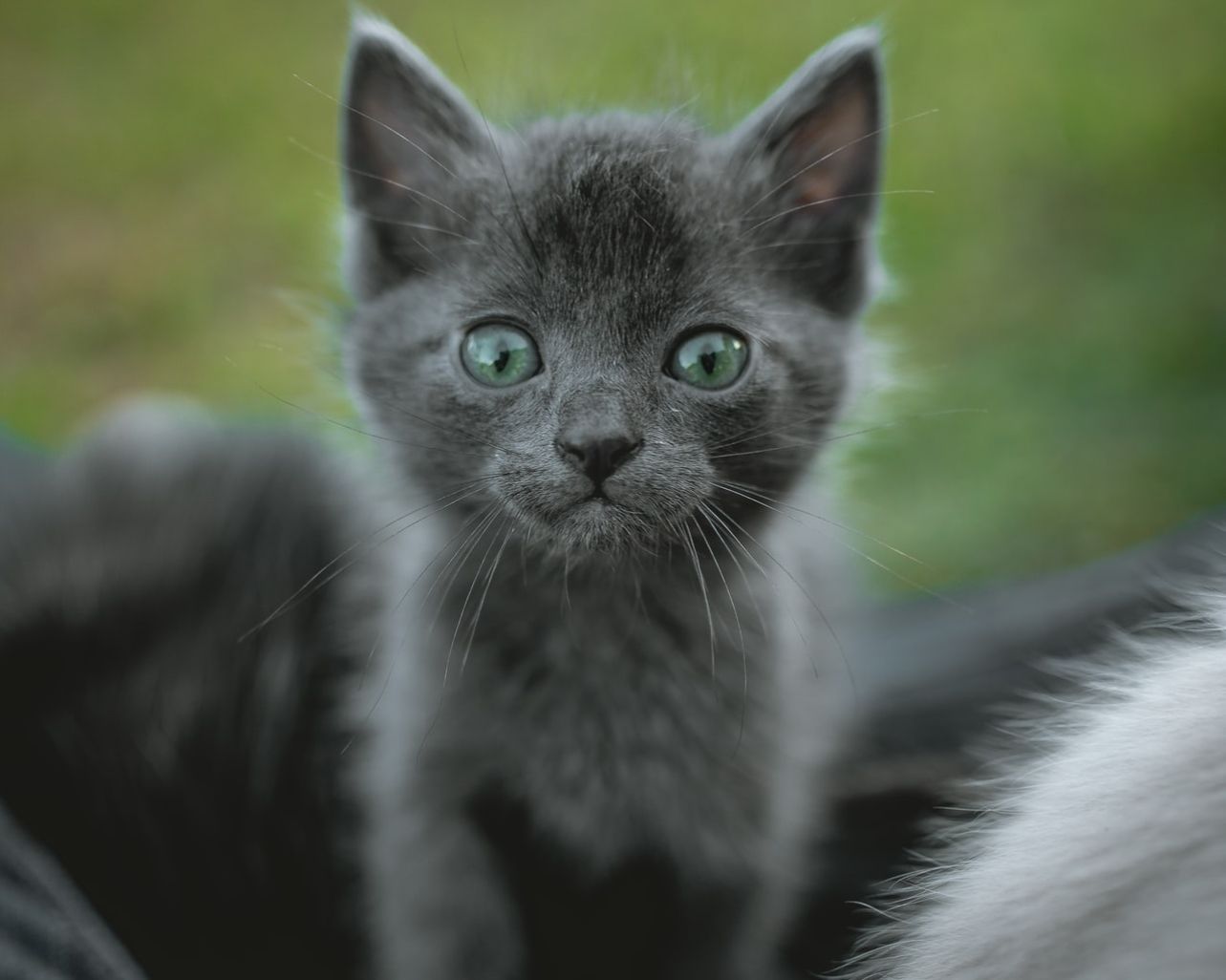 Aliquam molestiae ut qui.