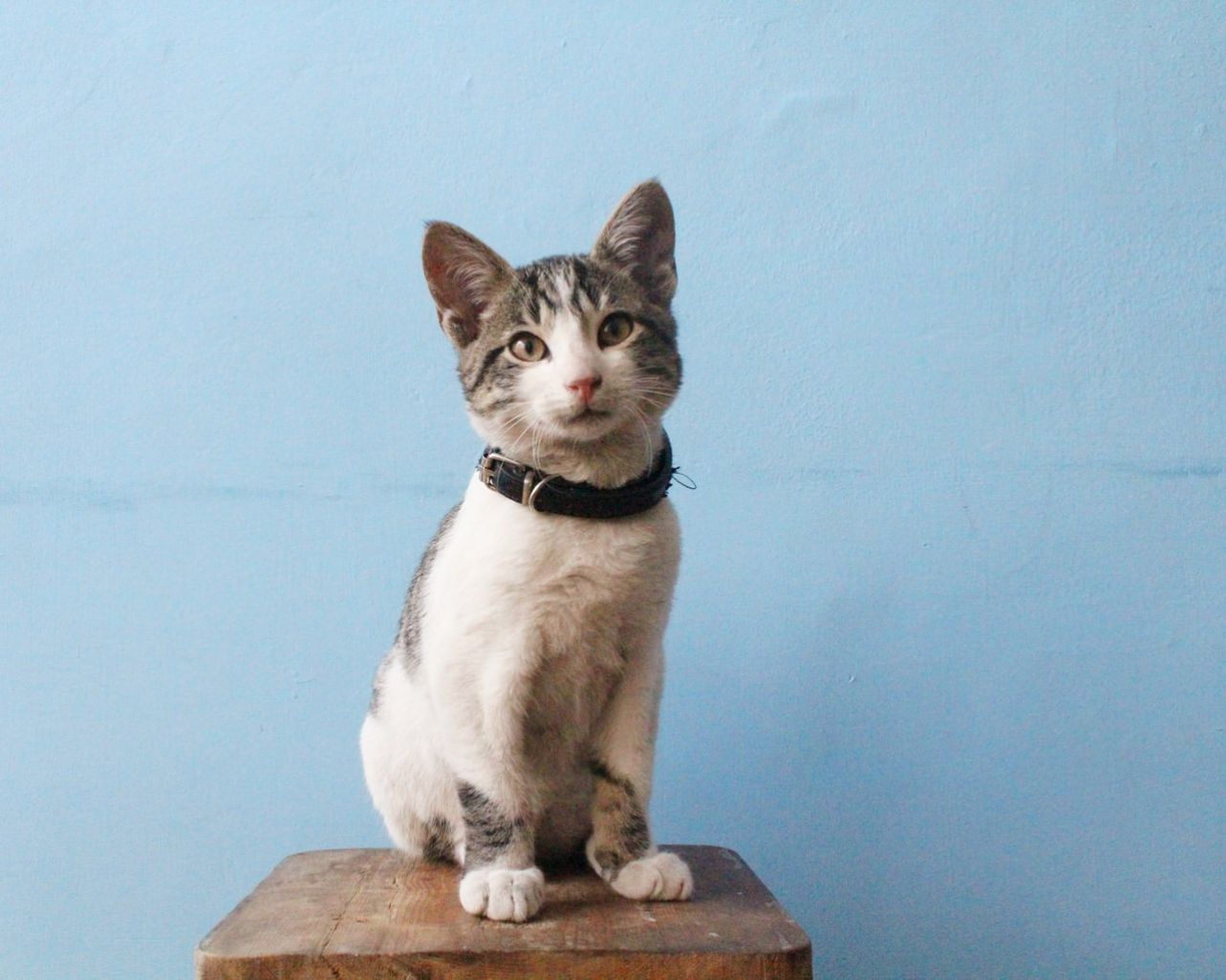 Ipsa hic quas praesentium officiis.