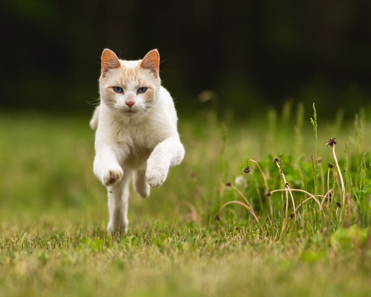 Libero qui sed sequi.