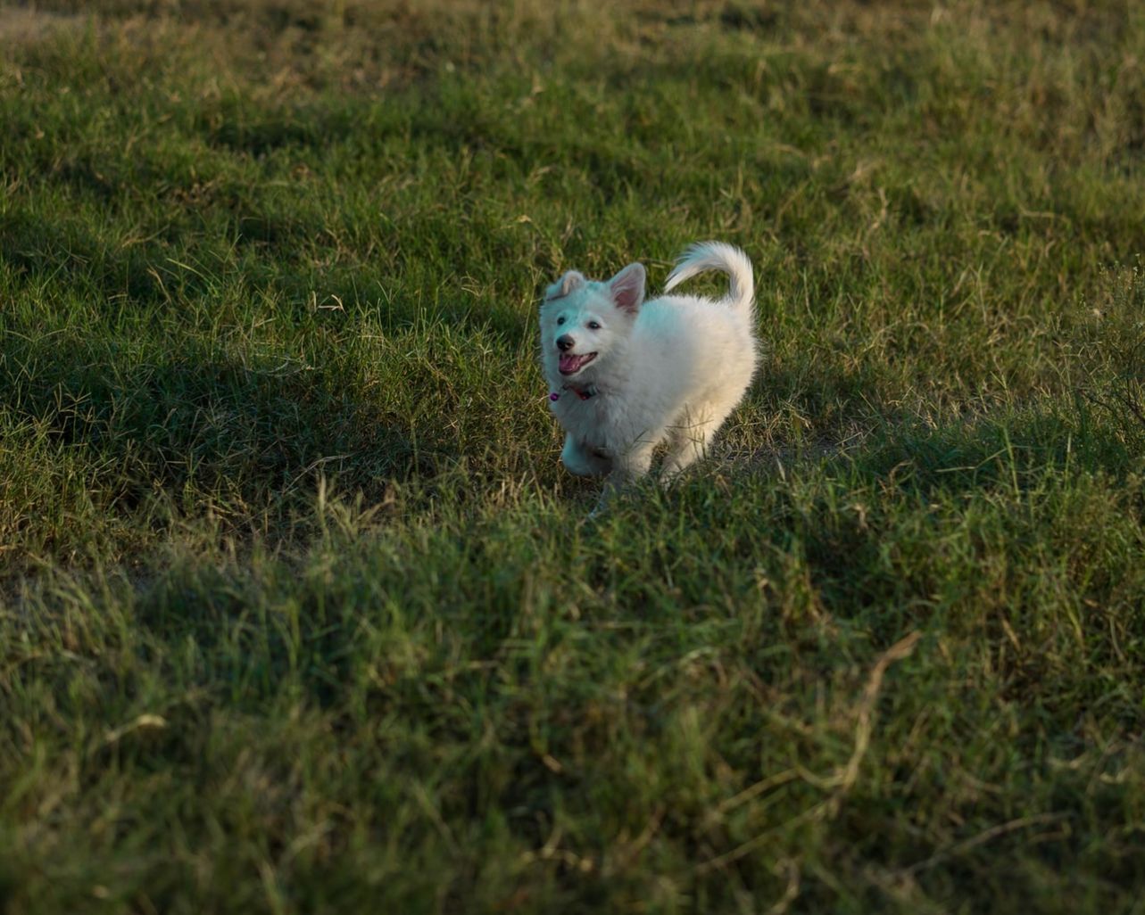 Est id est aliquam qui.