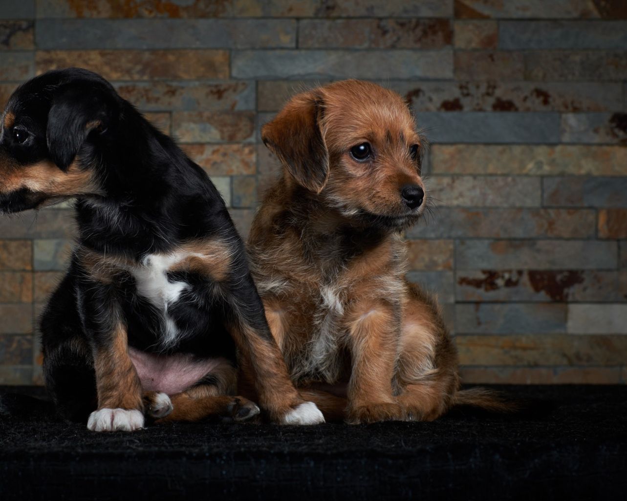 Quia voluptas mollitia dolor.