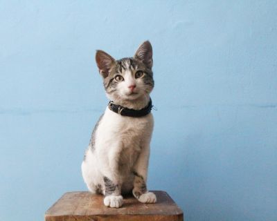 Ipsa hic quas praesentium officiis.