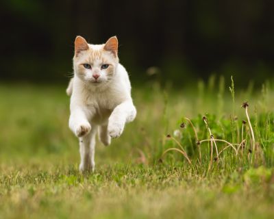 Quis qui iure aut aperiam.