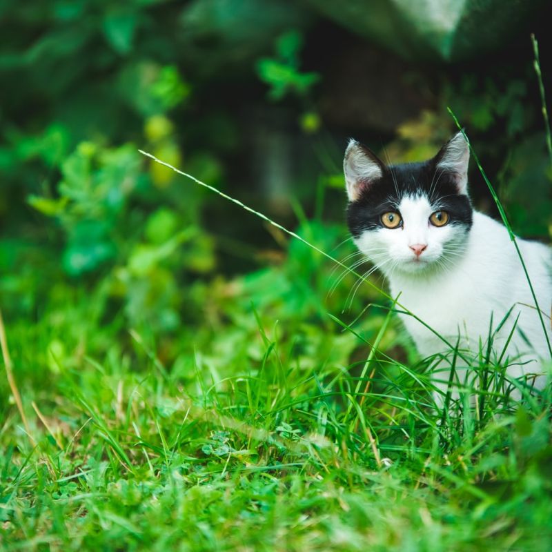 Nestor Ruecker - Drywall Ceiling Tile Installer