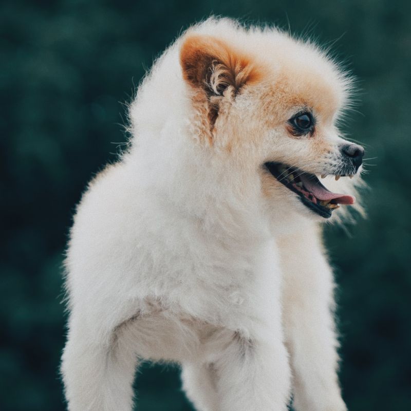 Dr. Ottilie Veum DDS - Sys Admin